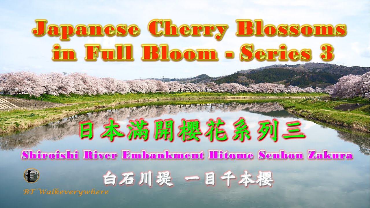 Hitome Senbon Zakura / 白石川堤一目千本櫻 / Encountering Japanese Cherry Blossoms in full bloom / 巧遇日本櫻花滿開
