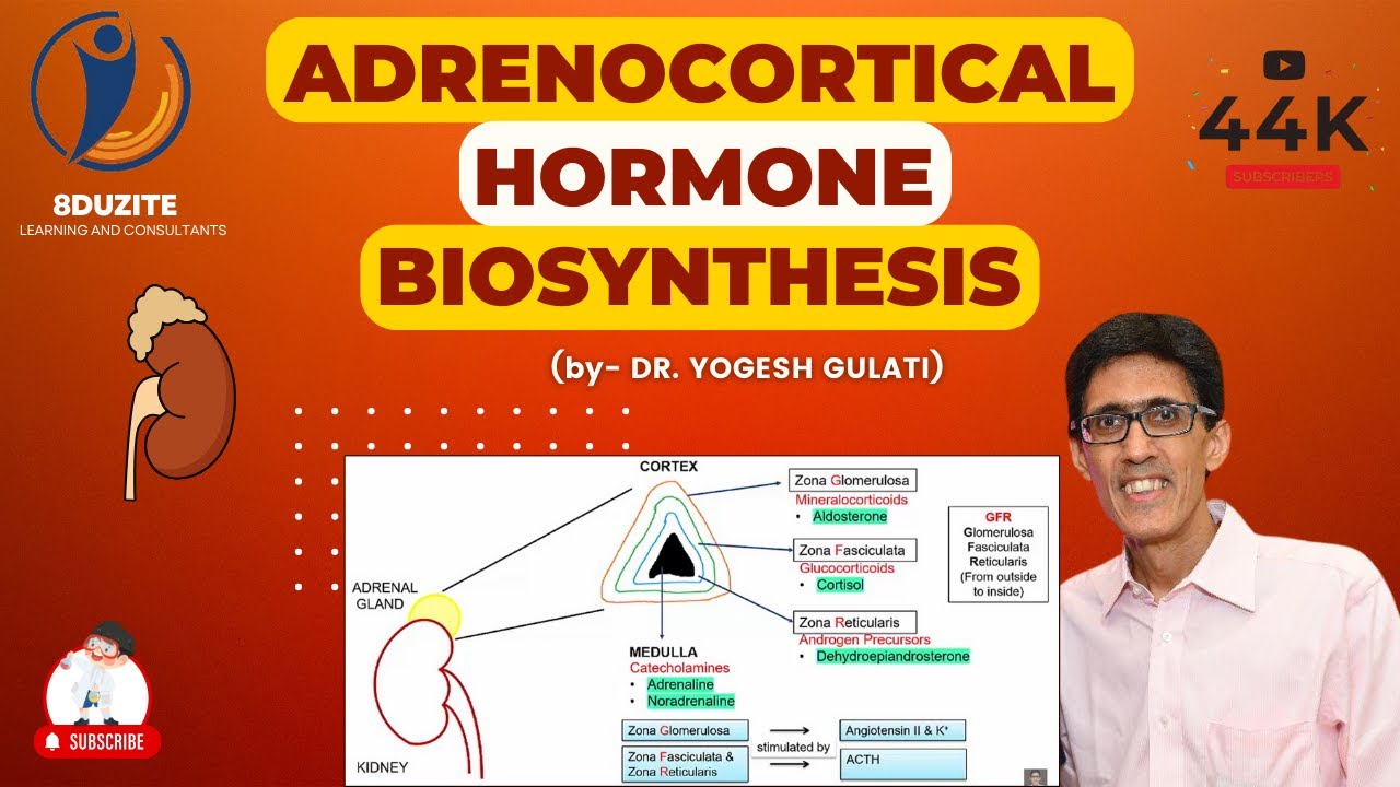 Adrenocortical Hormone Biosynthesis
