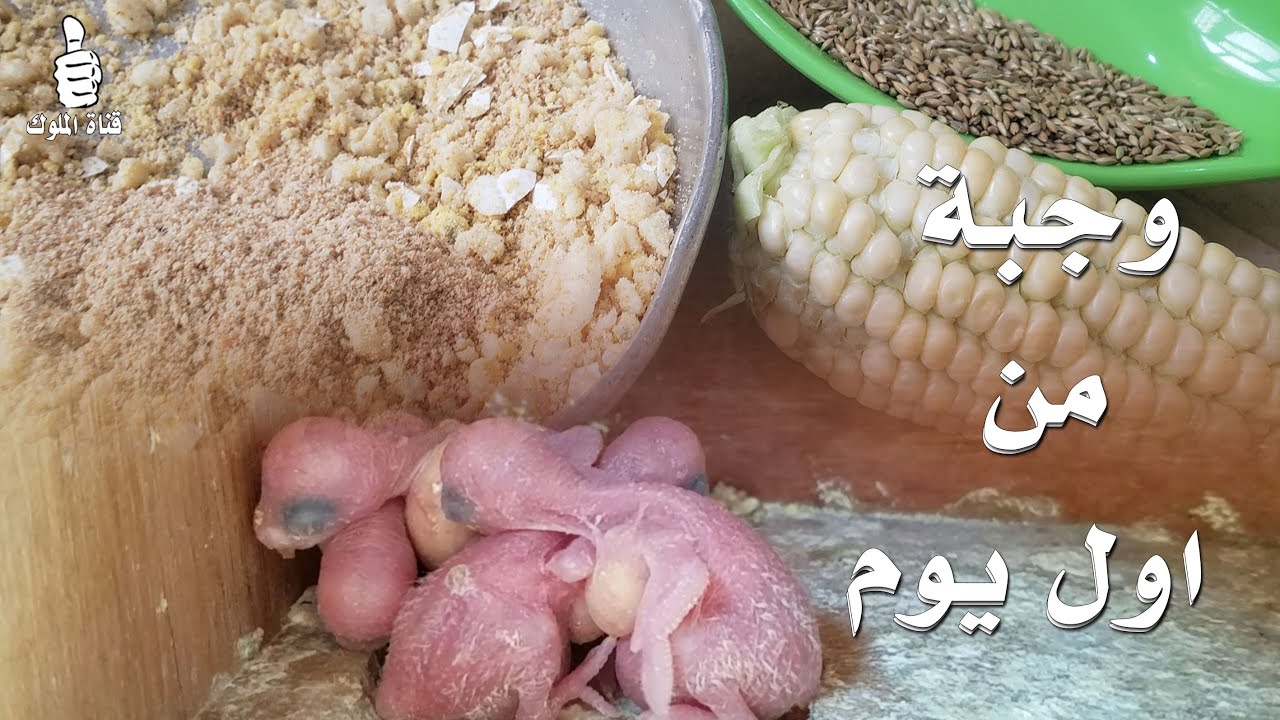 طعام فراخ البادجي في أيامها الأولى بعد التفقيس