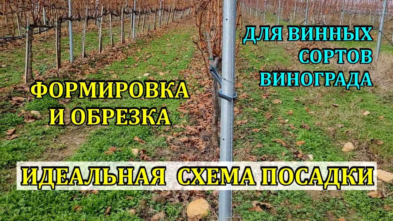ИДЕАЛЬНАЯ СХЕМА ПОСАДКИ для винных сортов , ОБРЕЗКА, ФОРМИРОВКА   ДЛЯ ВИНОДЕЛИЯ