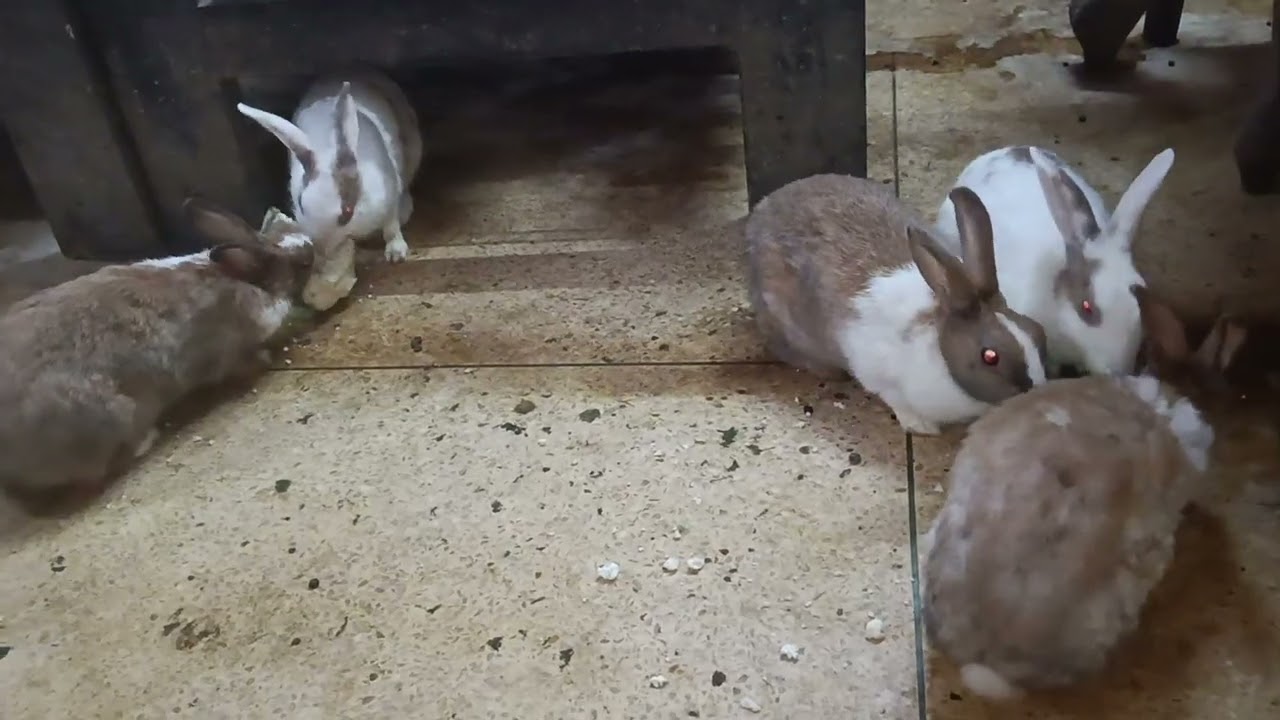 Bunny 🐰 Girls Enjoying Cauliflower (phool gobhi) 🤩 (ASMR)💃💐🤗🙌🥰