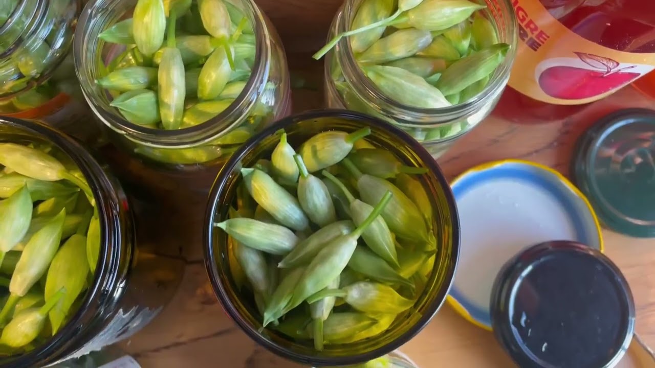 RECETTE AIL DES OURS : conservation des boutons en pickles