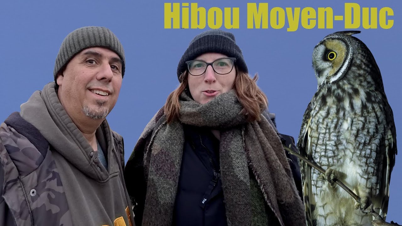 Hibou moyen duc