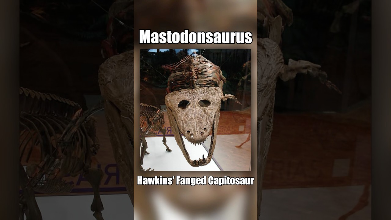 Mastodonsaurus: Hawkin&rsquo;s Fanged Capitosaur #mastodonsaurus #extinctanimals #triassic #amphibian