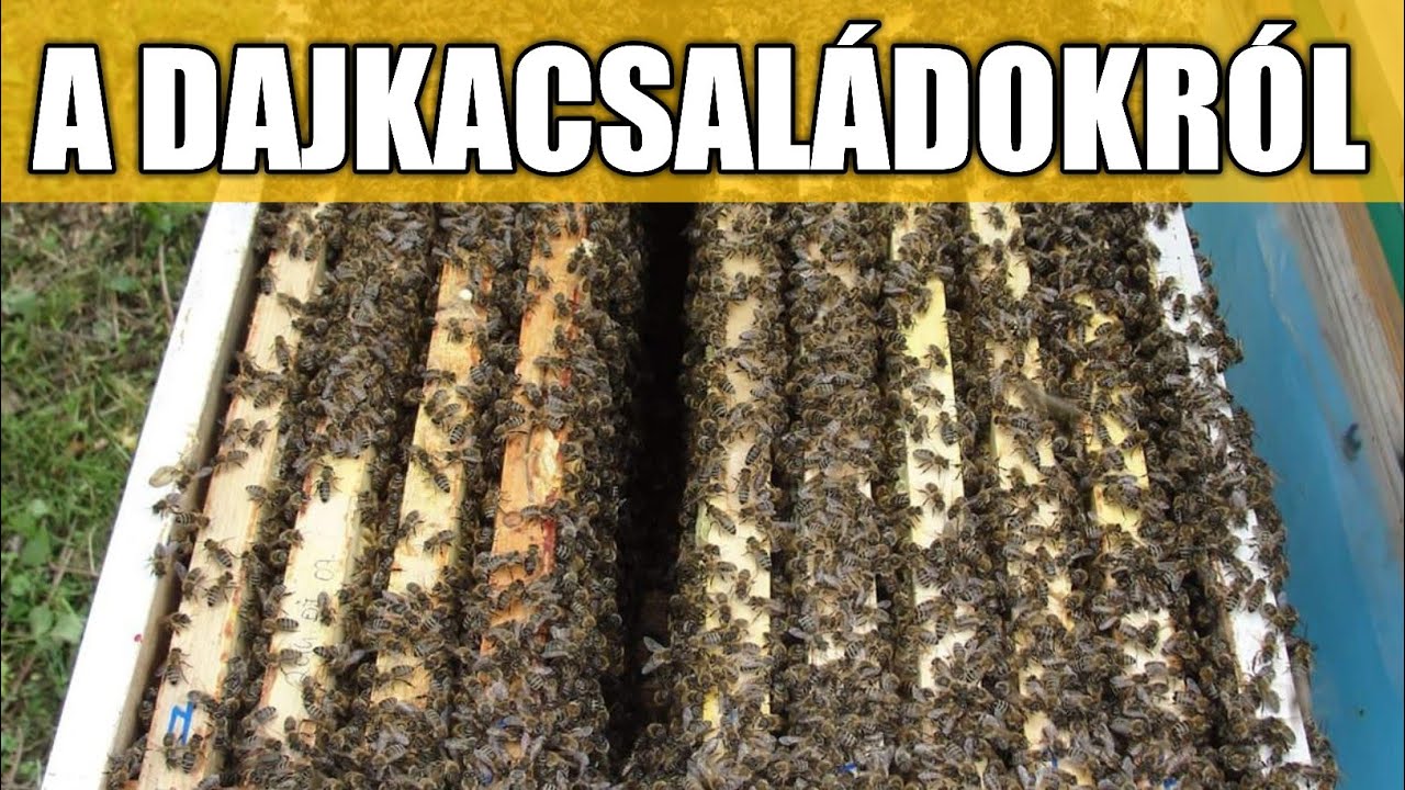 Anyanevelés 1. rész - A dajkacsaládokról röviden