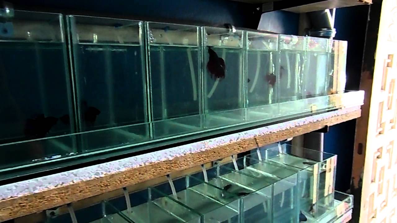 Sistema de goteo para Bettas con filtro biologico y luces LED