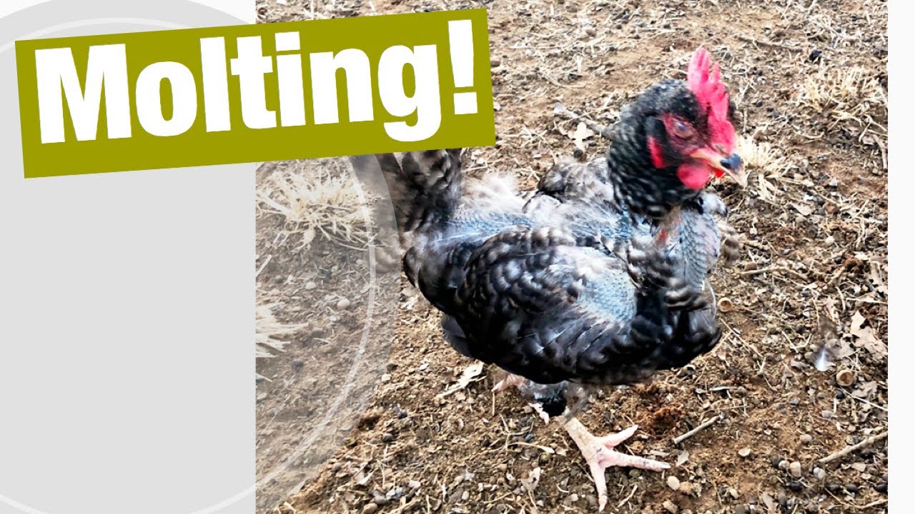 What To Expect if Your Chicken is Going Through a Winter Molt