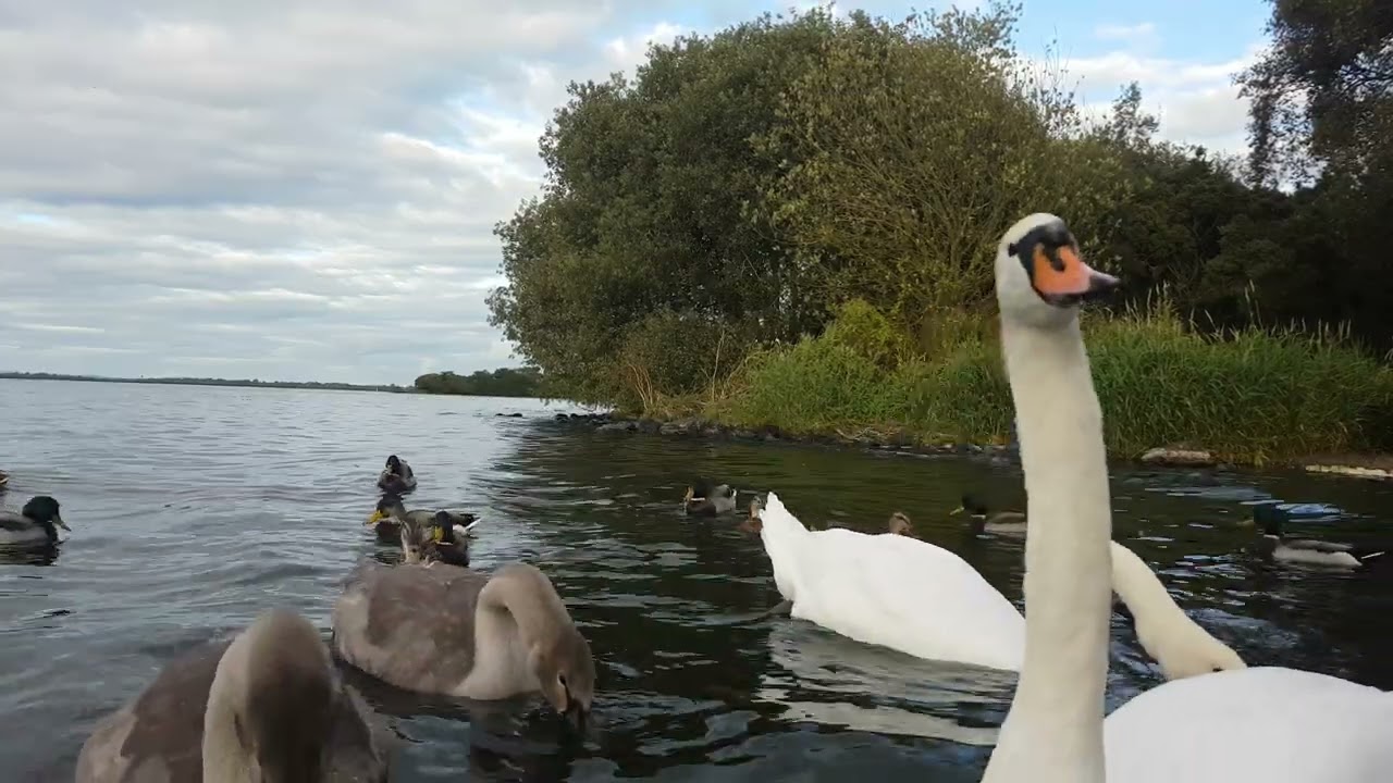 LOUGH NEAGH 🧞‍♂️ OXFORD ISLAND NATURE RESERVE IRELAND 🇮🇪