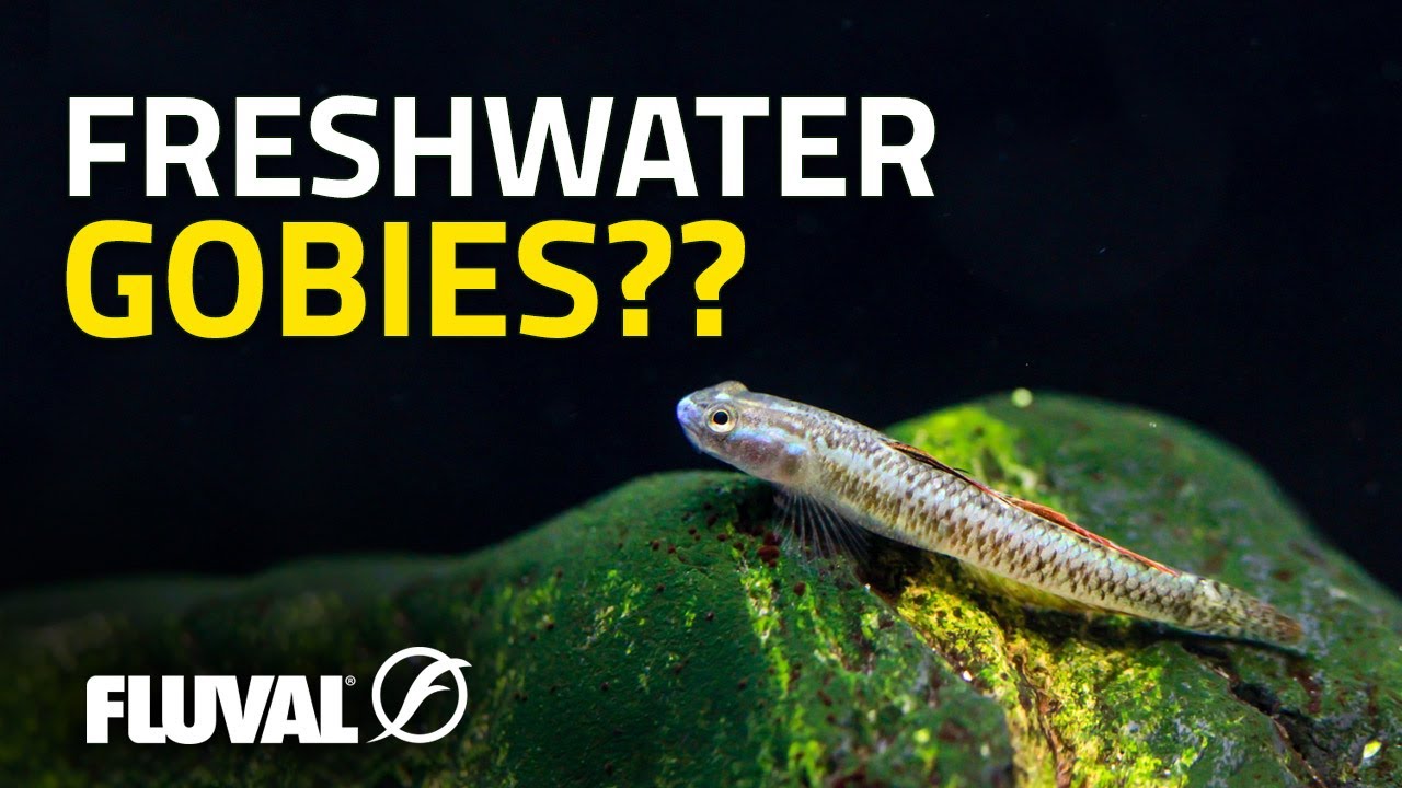 FISHKEEPING'S BEST-KEPT SECRET | Freshwater Gobies 101