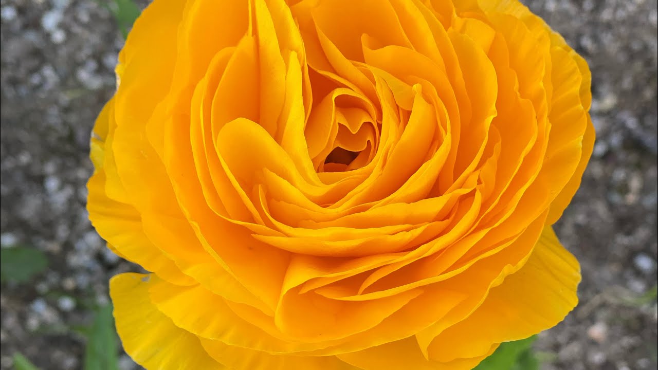 جذور زهرة الحوذان  او ranunculus