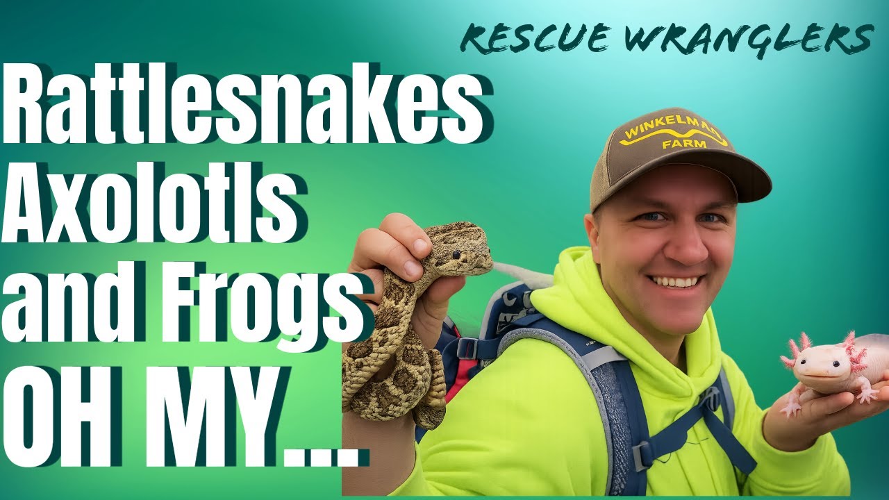 Follow Us and Tour the Conroe HERP SHOW