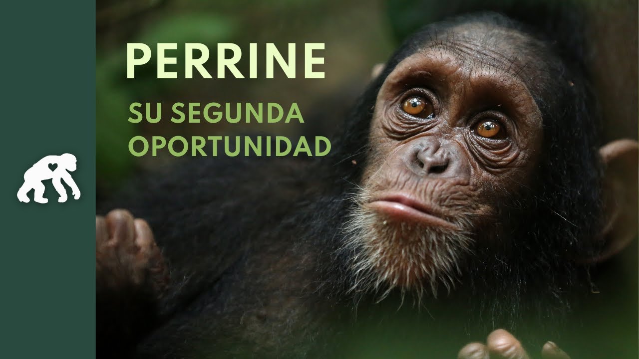 La segunda oportunidad de Perrine