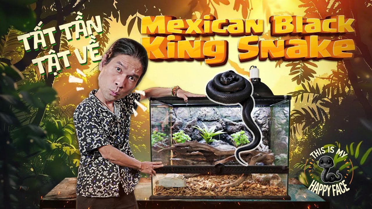 TẤT TẦN TẬT VỀ MEXICAN BLACK KINGSNAKE | TỔNG TÀI VEST ĐEN TRONG TRUYỀN THUYẾT 