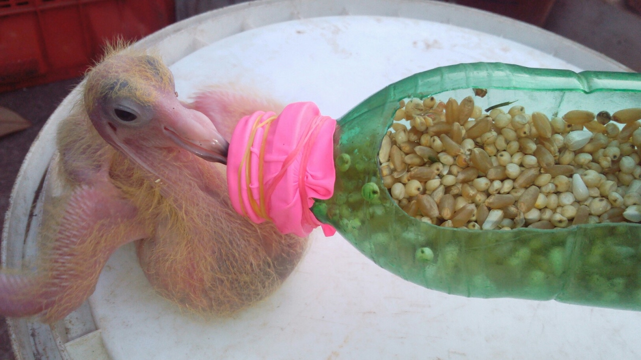 How to hand feed a baby pigeon 2