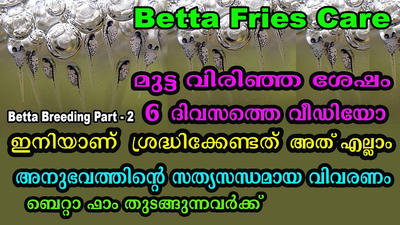How To Care Betta Fries # Fighter Fish Care # Betta  Care # Aqua Tips # Aqua Tales # Das Intermedia