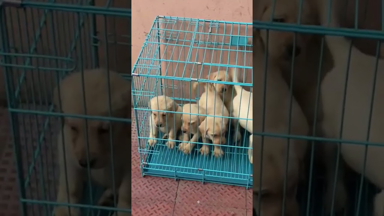 Heavy Bone Lab Female Puppies Available / 16,000😱 #2022trending #animals / 6309169644