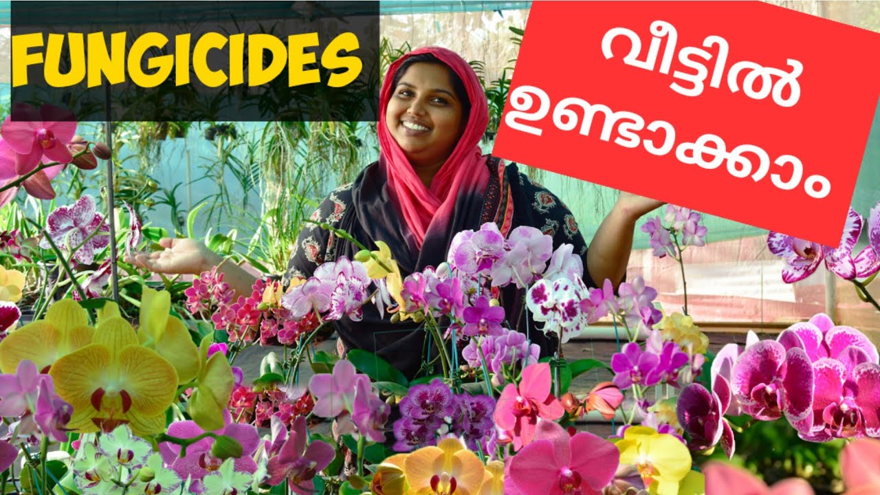 ഓർക്കിടുകൾക്കുള്ളfungicide എളുപ്പത്തിൽ വീട്ടിൽ ഉണ്ടാക്കാം|NATURAL FUNGICIDE FOR PHALAENOPSIS ORCHIDS