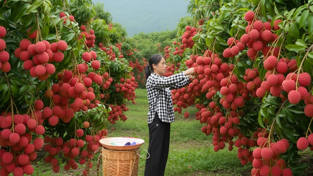 Harvesting lychees and medicinal herbs from the green forest to sell at the market - A peaceful life