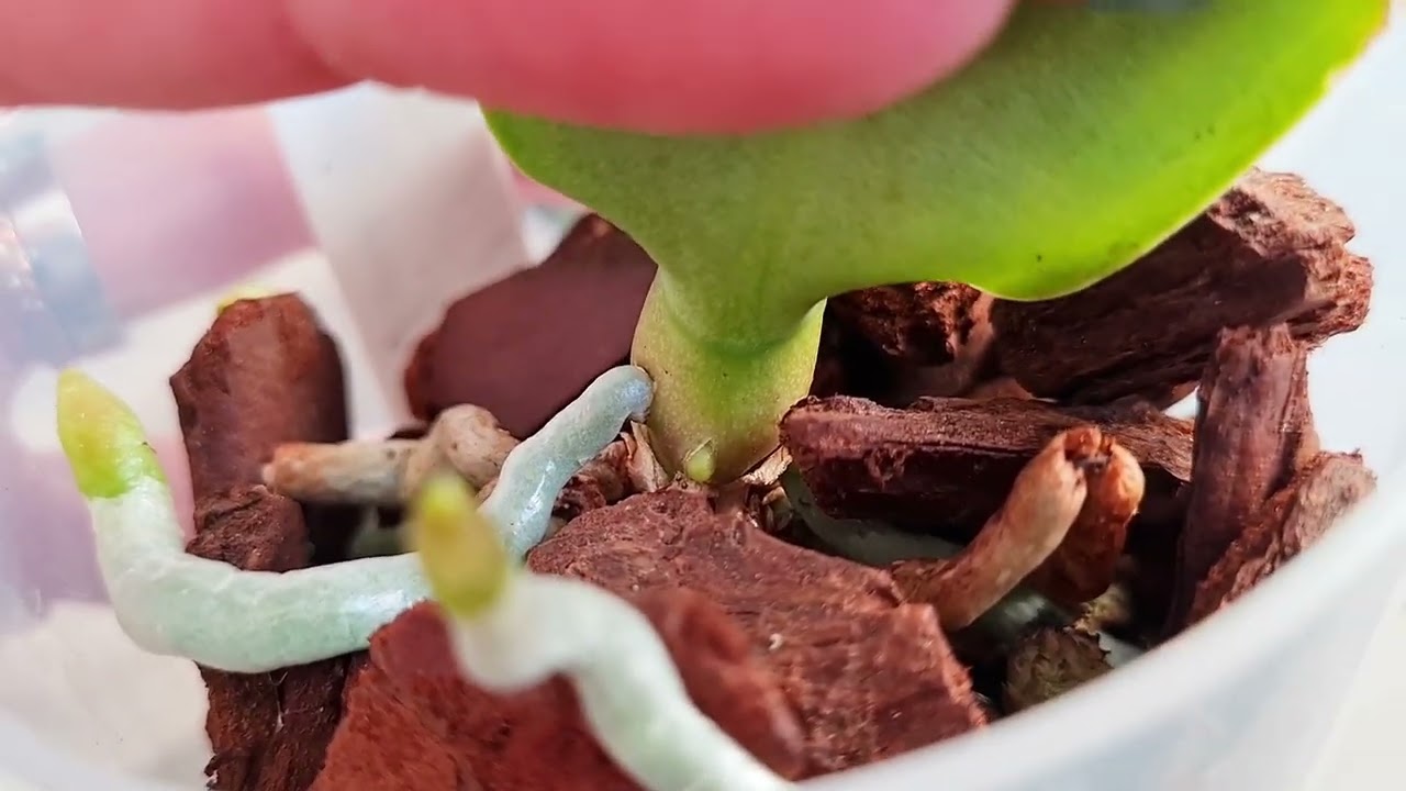 Blütentrieb oder Wurzel auf einer Orchidee?