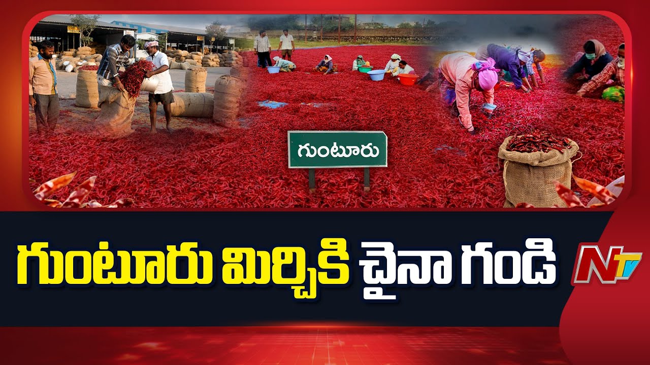 Guntur Mirchi Yard : ఎర్రబంగారానికి ఘాటేది..? గుంటూరు మిర్చిని రిజెక్ట్ చేసిన చైనా | NTV Telugu
