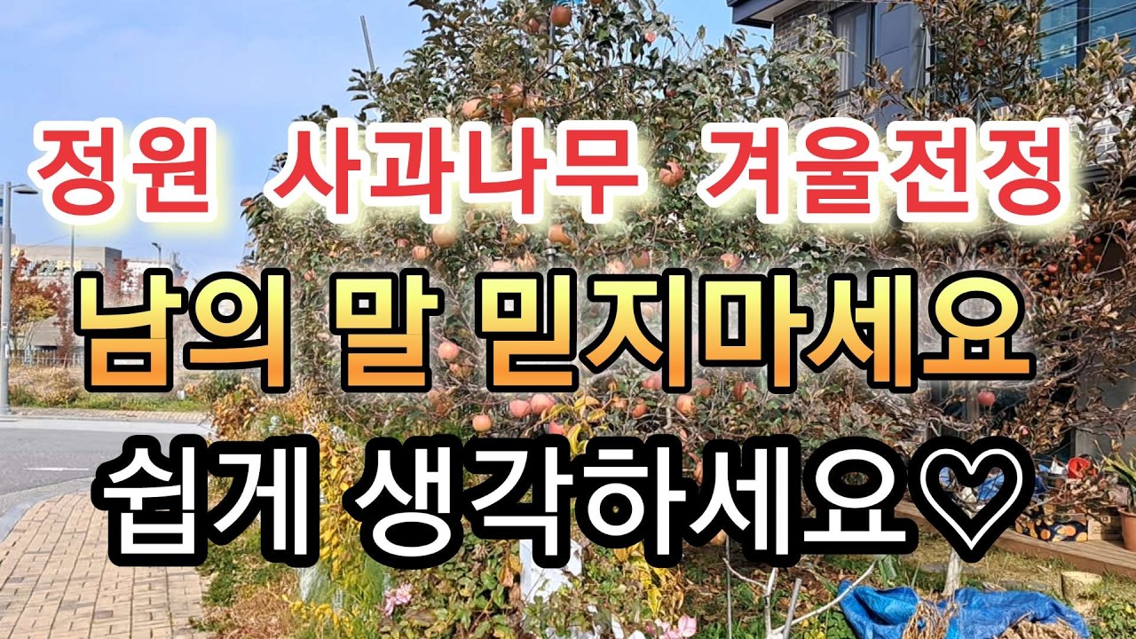 70대 #시니어정원 #정원 #사과나무 #동계전정 #사과전지 #취미생활 #정원관리 #시니어취미 #전원생활 #농장생활