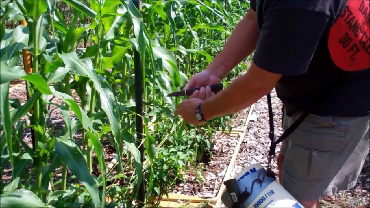 How To Tie Tomato Plants Using The Florida Weave