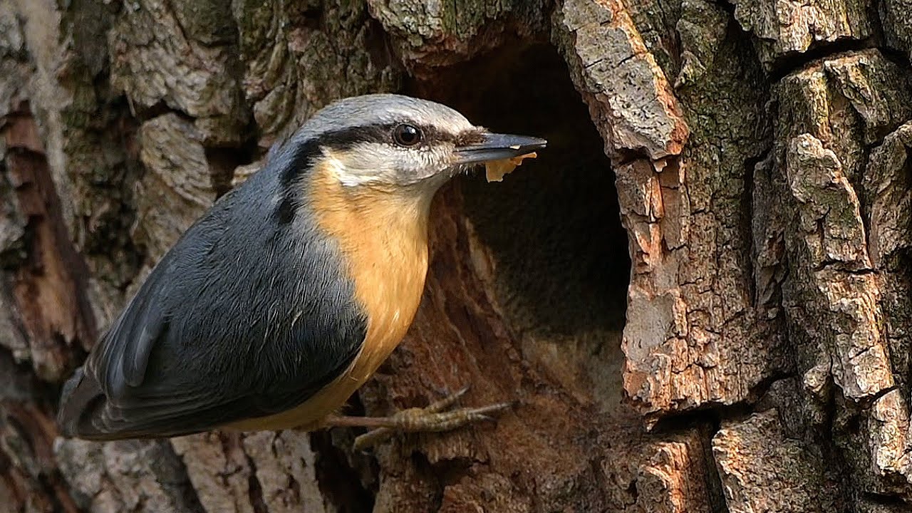 Eurasian Nuthatch - building nest, song/call, behaviour - Kleiber