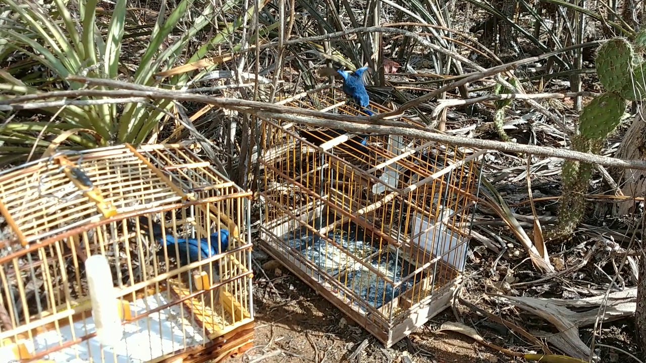 Azulão EXTERMINADOR DO ALÉM brigando no solto 16/03/19. Gostou 👍 Escreva-se 🔔