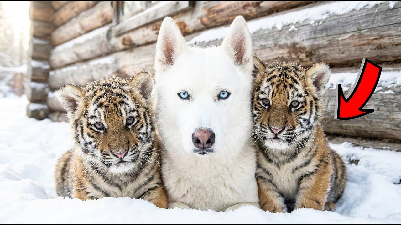 TA HUSKY WYCHOWAŁA DWA TYGRYSIĄTKA JAK WŁASNE. ALE PEWNEGO DNIA ICH PRAWDZIWA MATKA POWRÓCIŁA...