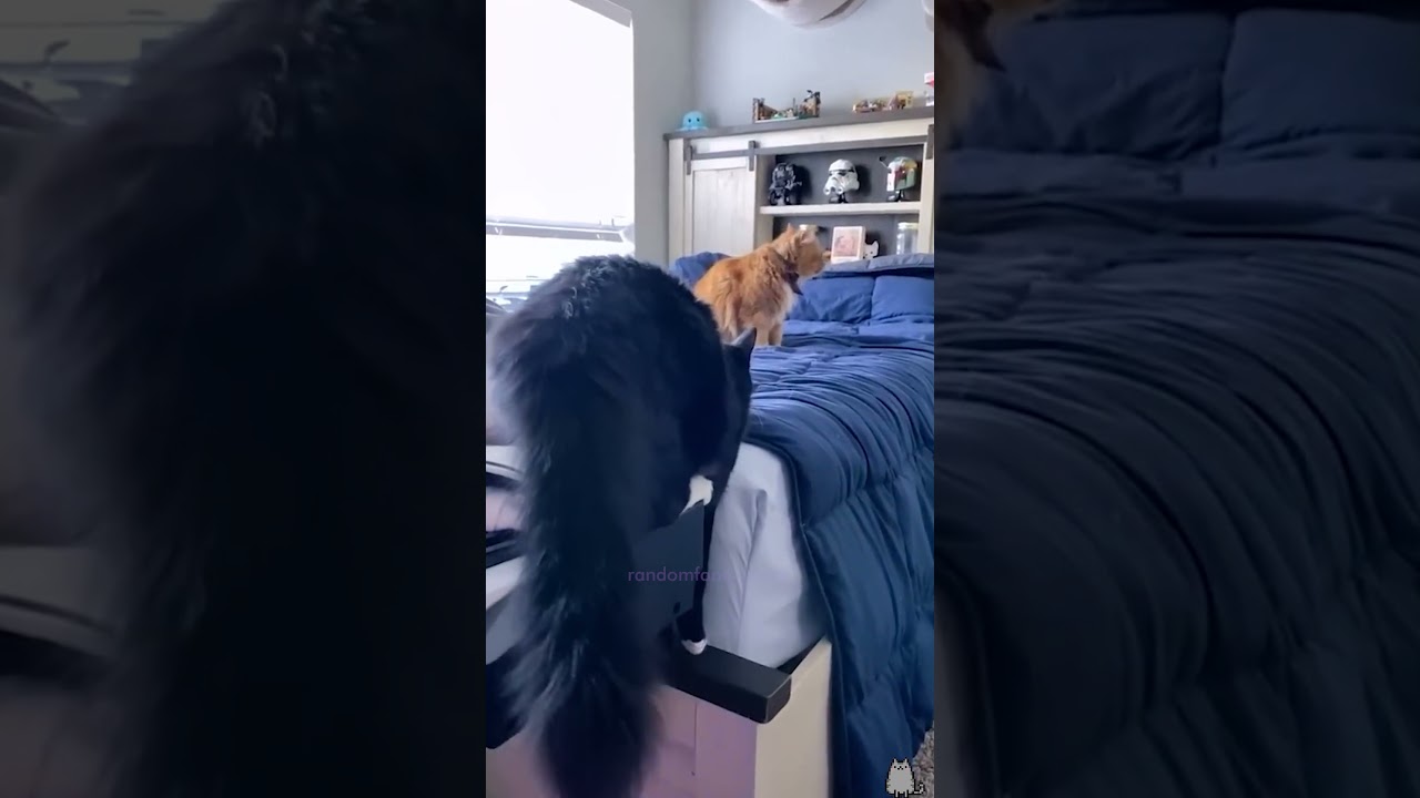 TRY NOT TO LAUGH   60 secs of FUNNY CATS   PART 18