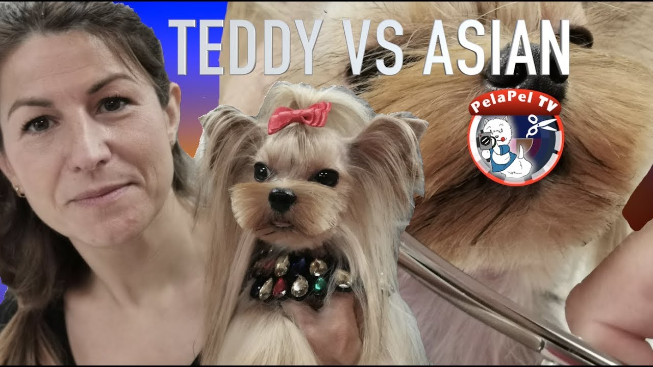 PELUQUERÍA CANINA  YORKSHIRE ESTILO ASIÁTICO Y TEDDY CON ESTER CATALÁN