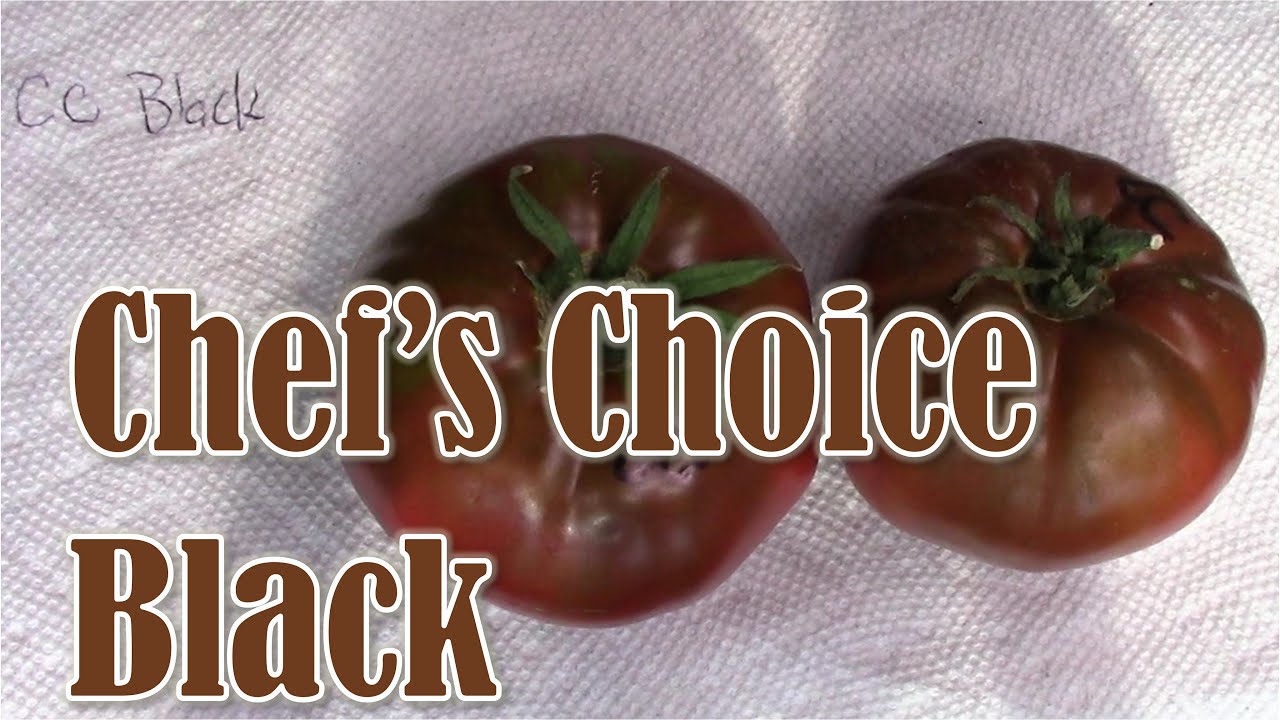 Tomato Review:  Chef's Choice Black (Hybrid)