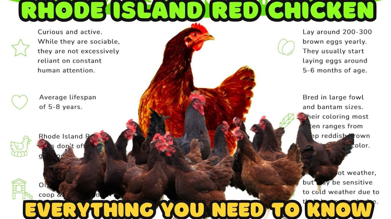 Rhode Island Red Chicken Breed Everything You Need To Know!