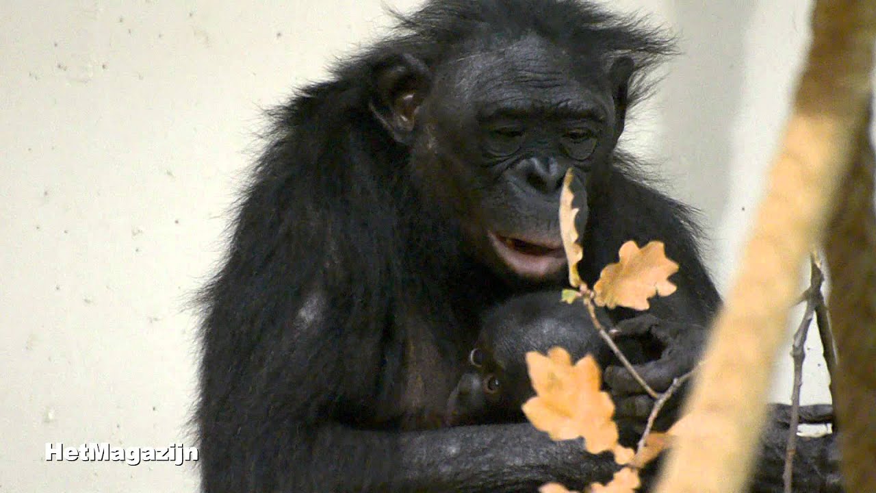 De bonobo baby's van Yala en Opala