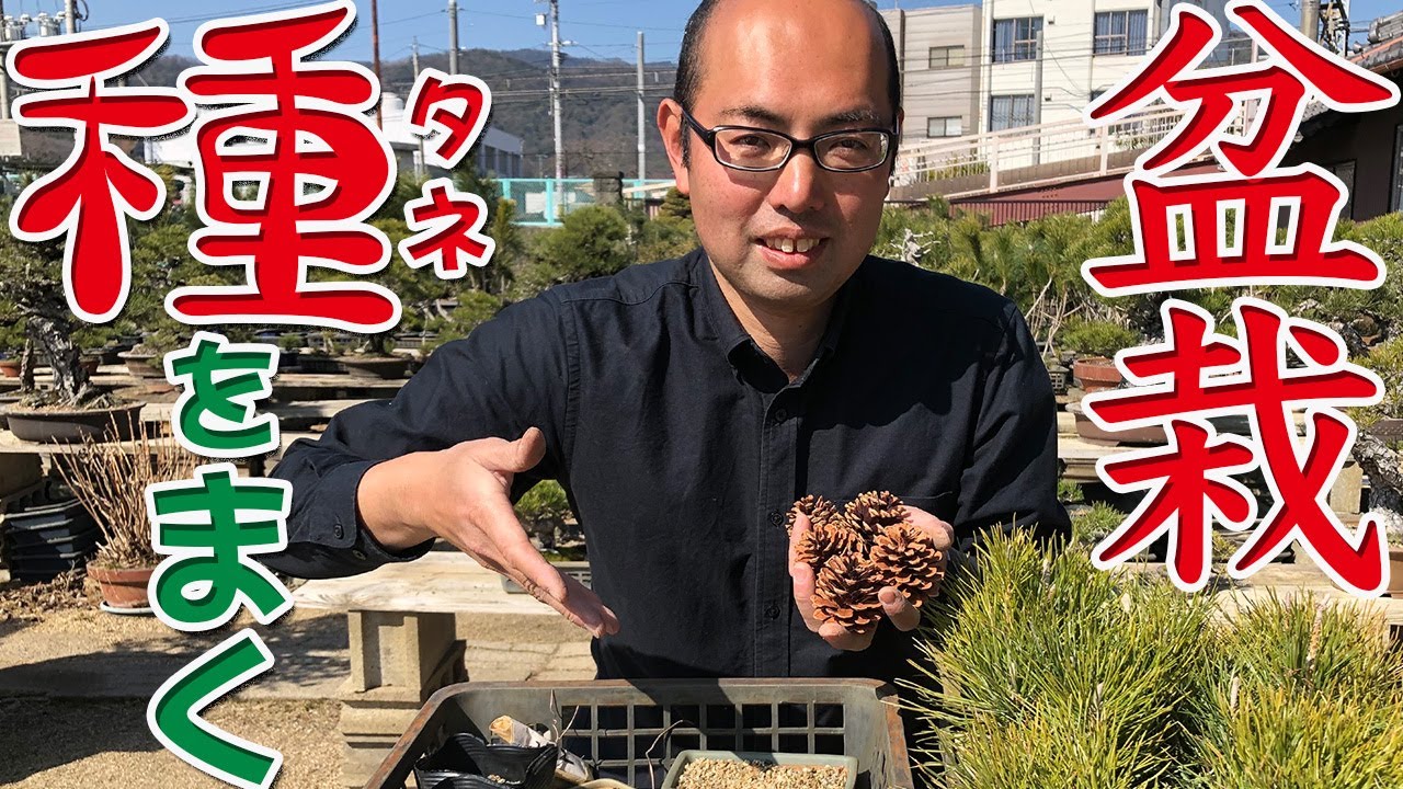 【種からつくる盆栽】だれでもできる種まきのやり方