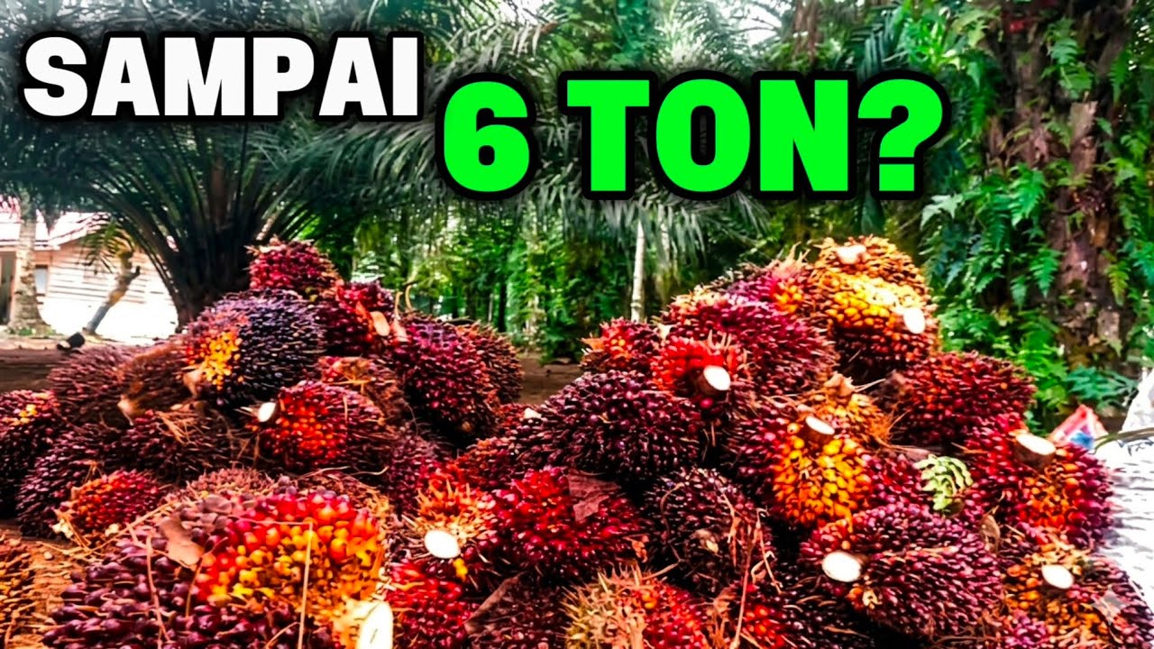 Nimbang sawit hasil panen sawit hari ini tembus 6 ton -+