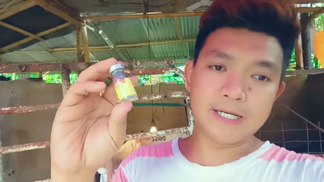 Mahinang supply ng gatas/milk fever ng ating inahing baboy , ano ang gamot?? #piggerybusiness