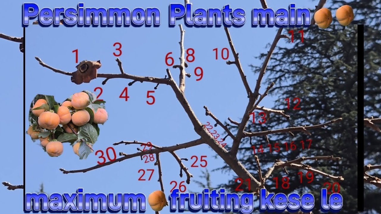 Persimmon Plants main cutting/pruning kaise kre ki maximum fruiting ya production le sake  😍🥰