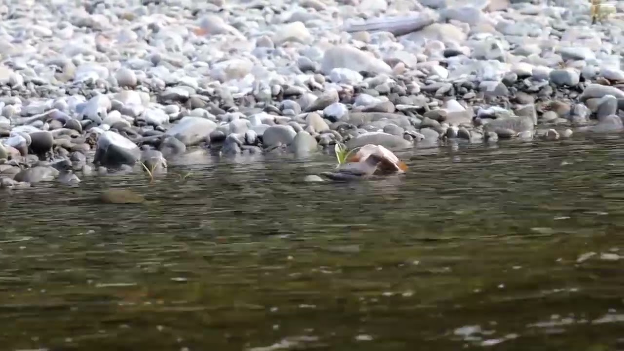 American Dipper Forages for Food in the Eel River