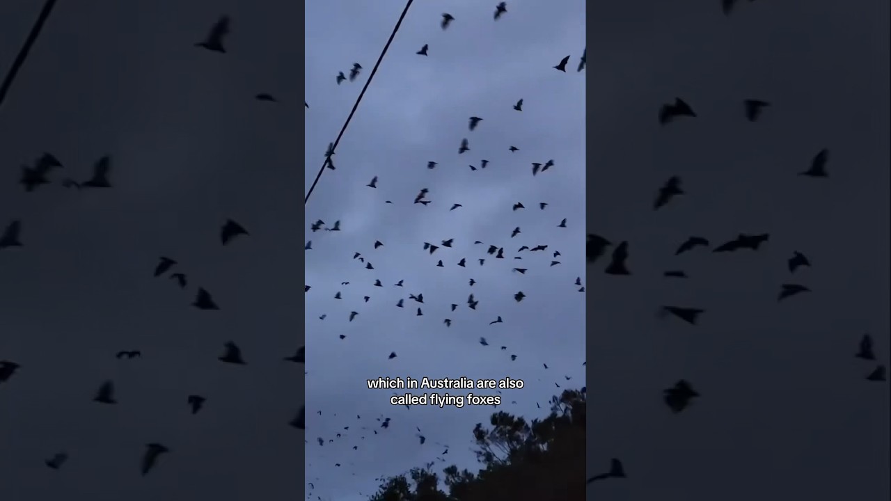Fruit Bats, or 