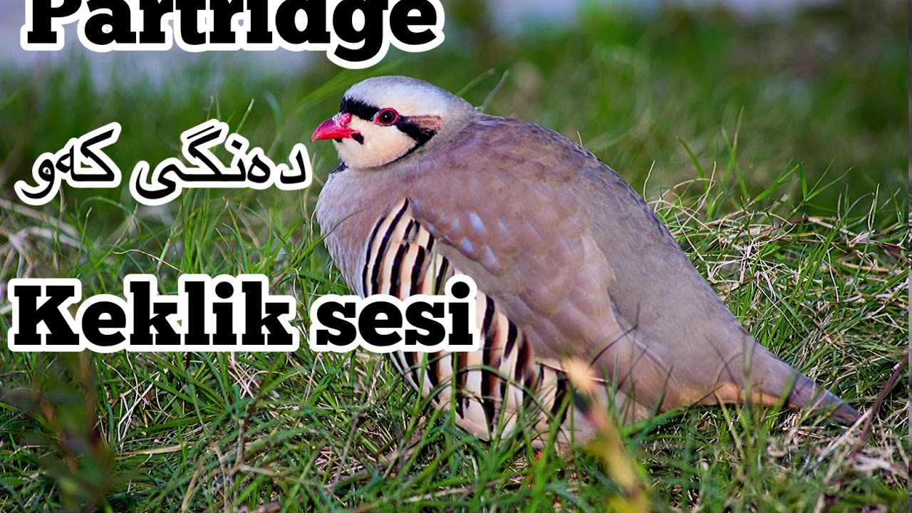 Partridge sound   Keklik sesi دەنگی کەو