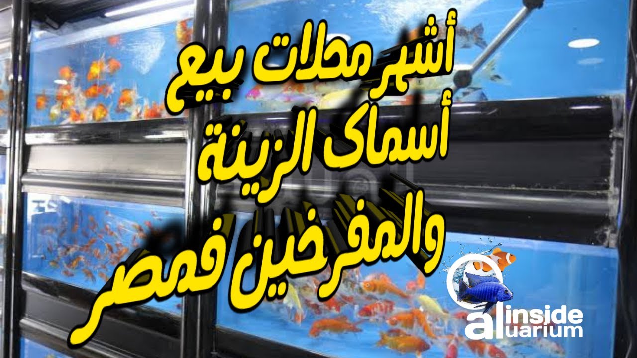 أشهر محلات بيع أسماك الزينة والمفرخين فمصر
