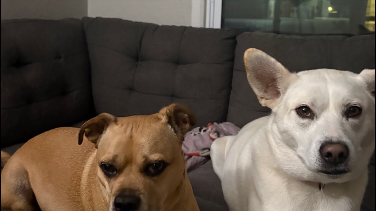 WATCH MY DOGS