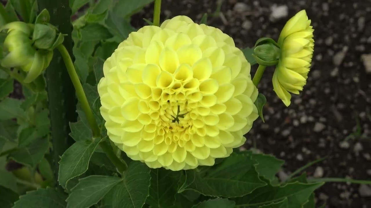 花 ... 私きれい？