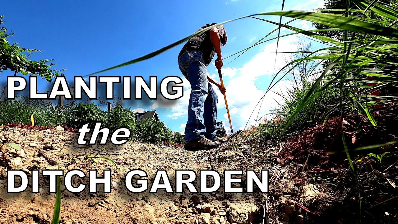 Seeding the Ditch Garden with an Annual Wildflower Mix