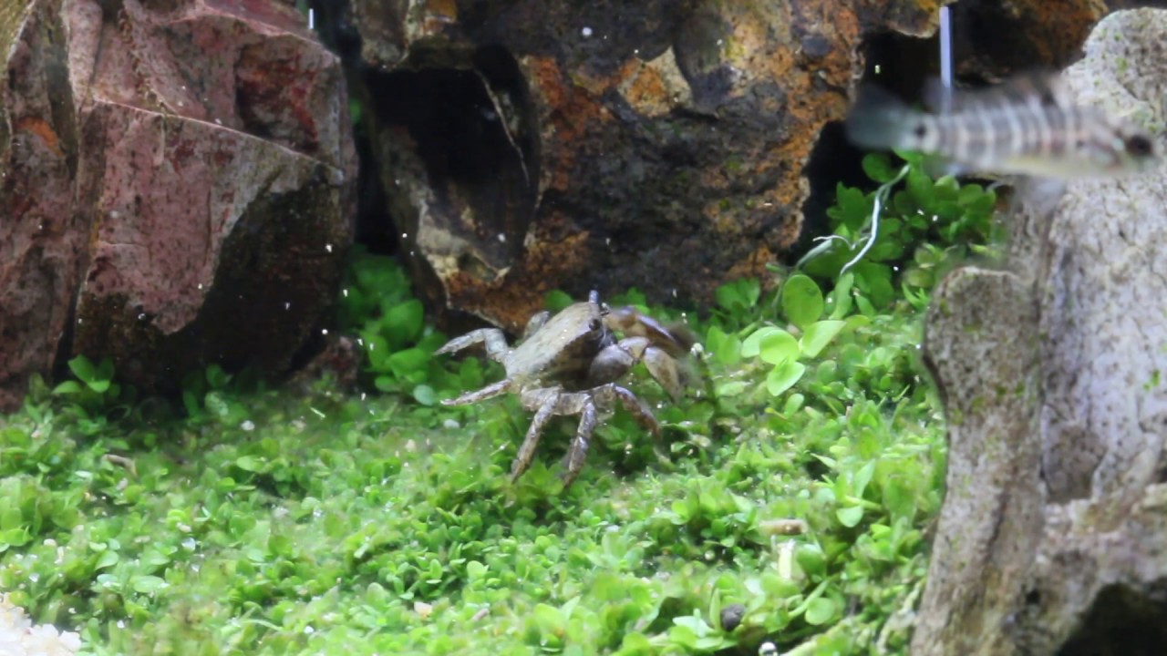 Dinner Time for Freshwater Pom Pom Crab