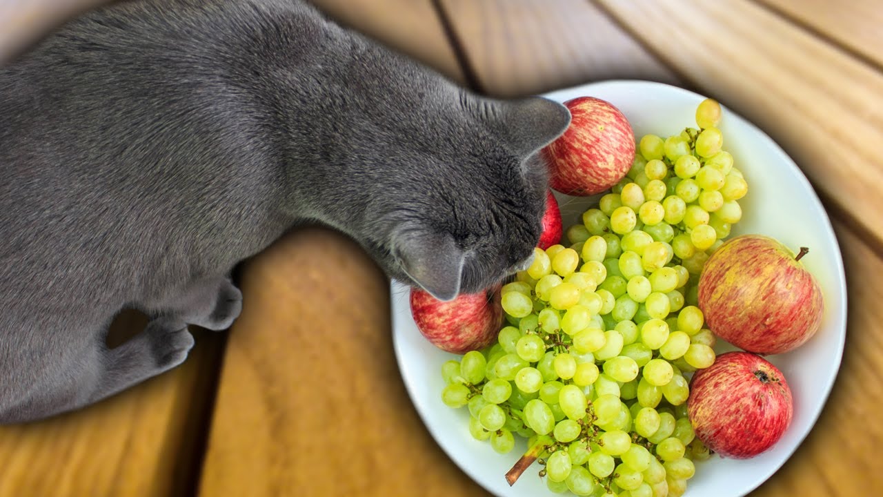 Foods To Avoid Feeding To A British Shorthair Cat
