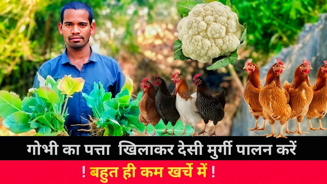 बहुत ही कम खर्चे में करें देसी मुर्गी पालन व्यवसाय देसी तरीके से! Free range desi murgi palan !