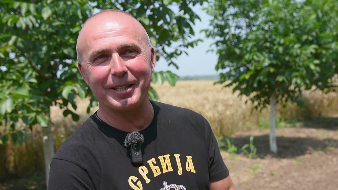 NIJE LAŽ - TURSKI ORAH ZAISTA JE VRHUNSKI! Jedan od najboljih zasada oraha u Srbiji - Braničevo