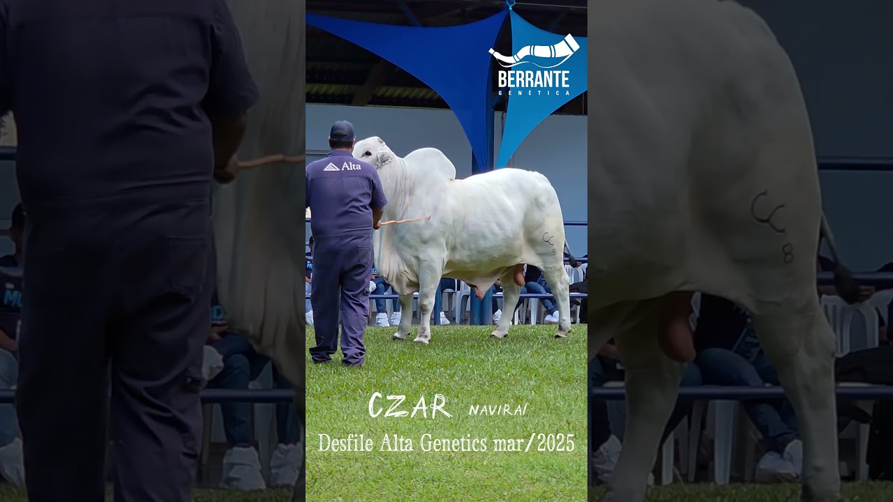 CZAR de Navira&iacute; (Nelore) | Alta Genetics & Berrante Gen&eacute;tica